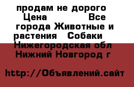 продам не дорого › Цена ­ 10 000 - Все города Животные и растения » Собаки   . Нижегородская обл.,Нижний Новгород г.